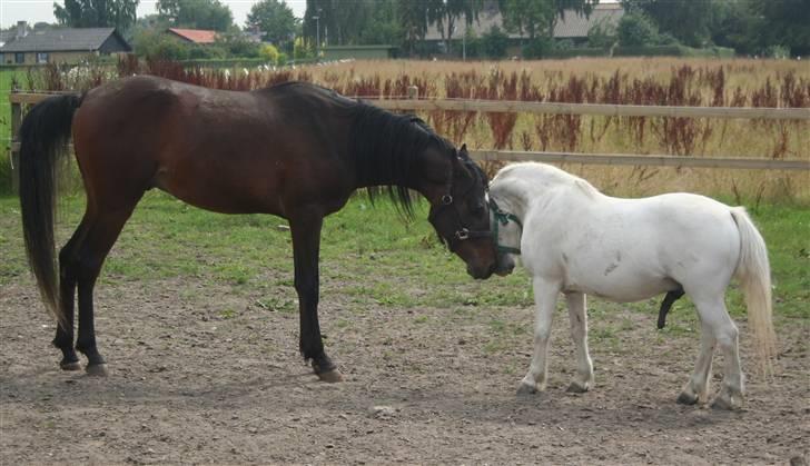 Arabisk fuldblod (OX) Ja'sim  billede 9