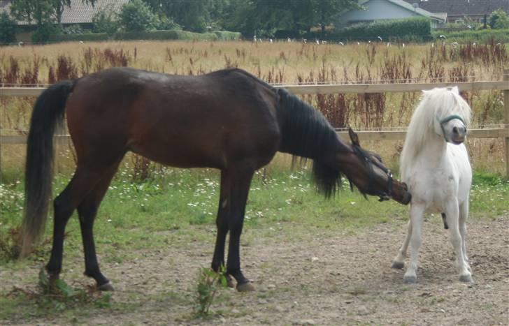 Arabisk fuldblod (OX) Ja'sim  billede 10