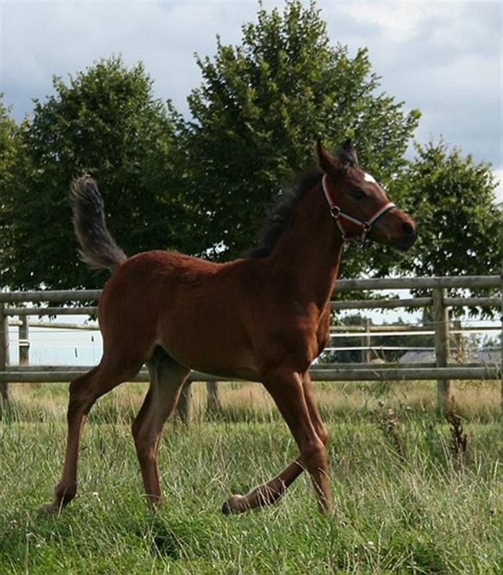 Arabisk fuldblod (OX) Ja'sim  billede 11