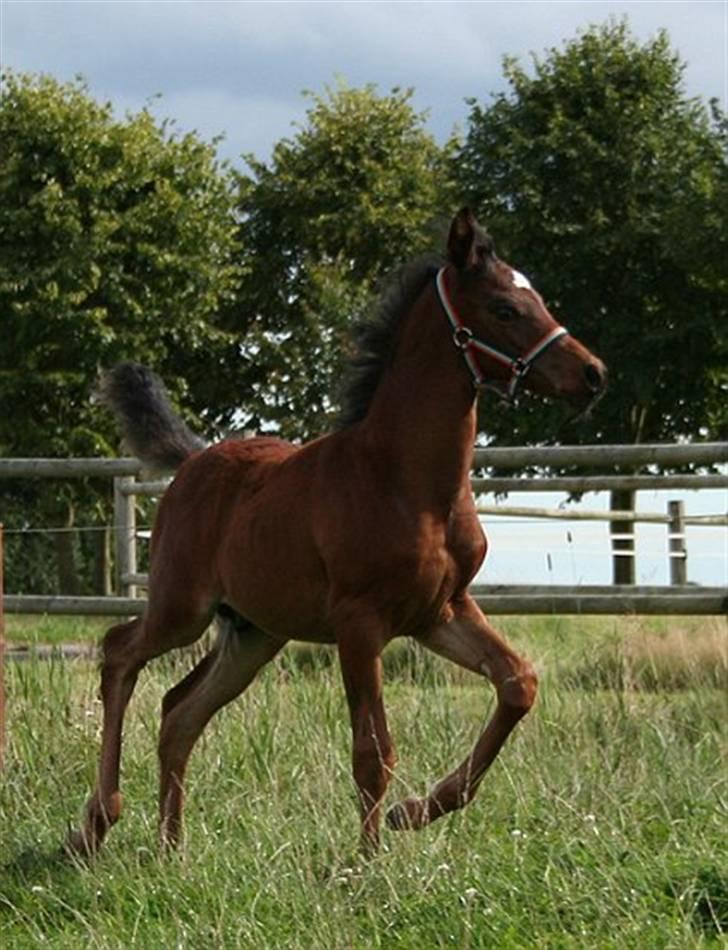 Arabisk fuldblod (OX) Ja'sim  billede 12
