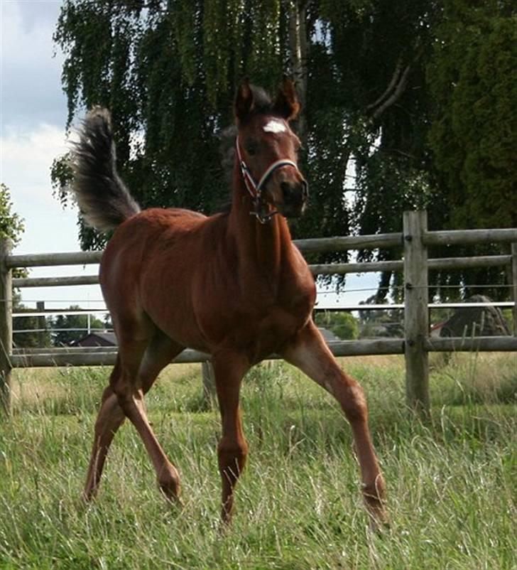 Arabisk fuldblod (OX) Ja'sim  billede 13