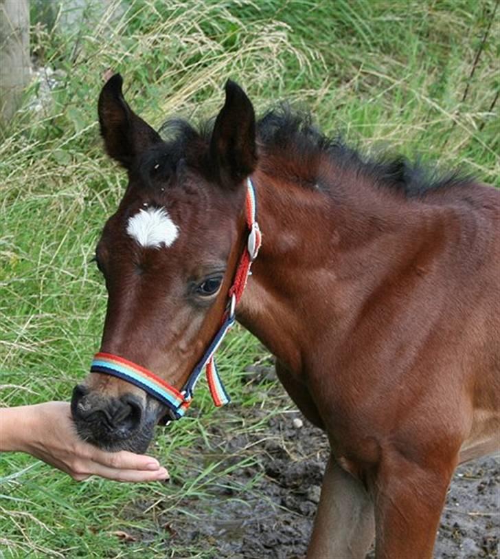 Arabisk fuldblod (OX) Ja'sim  - et par uger  billede 14