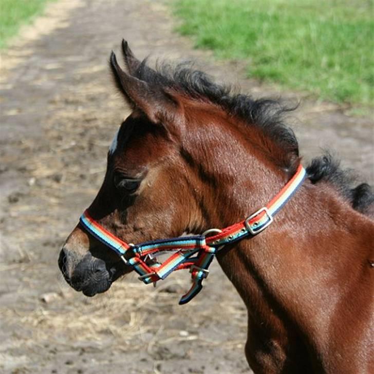 Arabisk fuldblod (OX) Ja'sim  billede 15