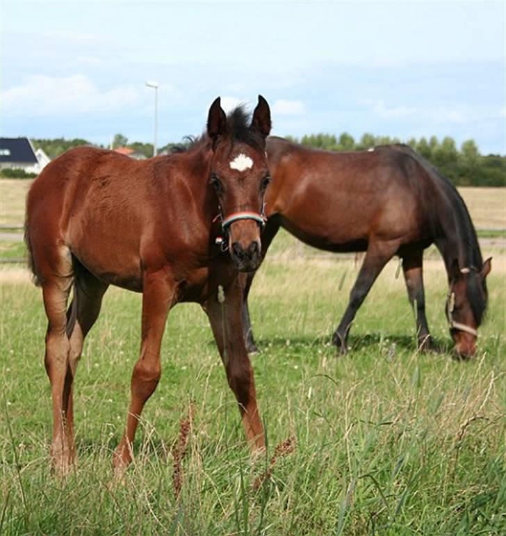 Arabisk fuldblod (OX) Ja'sim  - et ½ år ca. billede 17