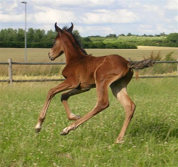 Arabisk fuldblod (OX) Ja'sim  billede 18