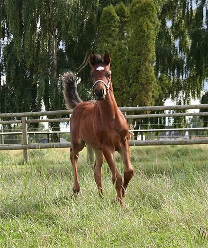 Arabisk fuldblod (OX) Ja'sim  billede 19
