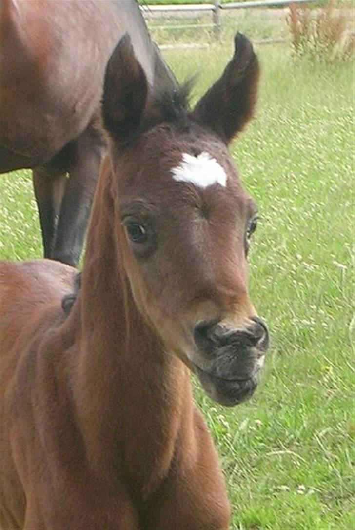 Arabisk fuldblod (OX) Ja'sim  - hovedbillede fra hans første uge billede 20