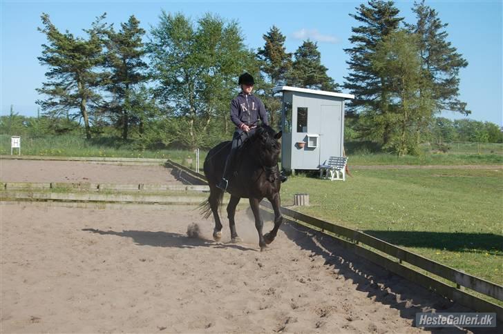 Oldenborg Jazon - trav <333 billede 10