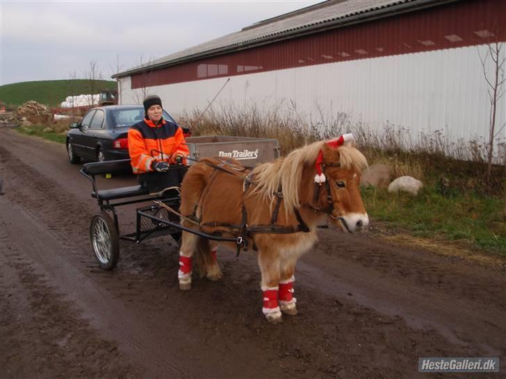 Anden særlig race Luffe - Velkommen til Luffes profil. Luffe jul 2008 billede 1