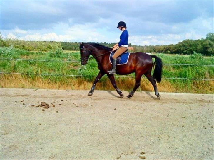 Anden særlig race Domingo - Første gang jeg prøver ham billede 10