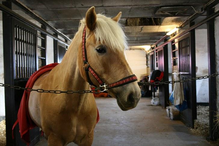 Tyroler Haflinger Kiwi - Kiwi. Foto: Mig :b
2010. billede 3