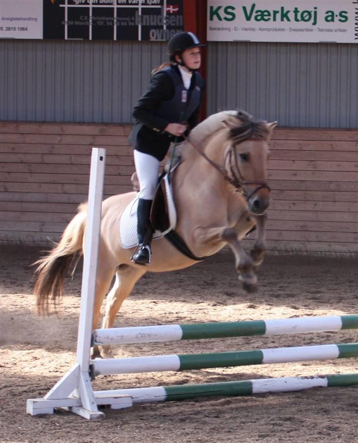 Fjordhest Bella Donna | Min'putte<3 - Til stævne i MARK :) billede 2