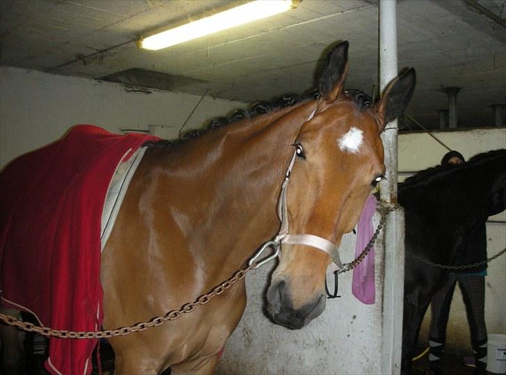 Anden særlig race Sunshine - Hvor er du dog en dejlig hest Mumle! :i <3  billede 9