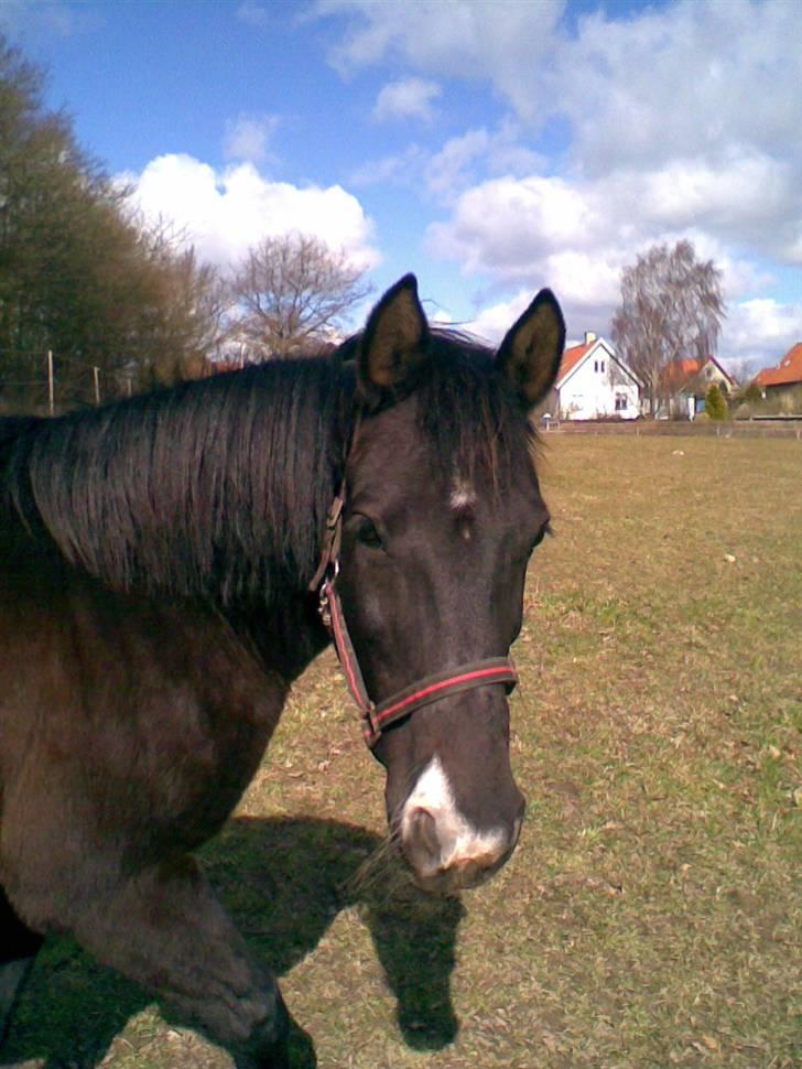 Anden særlig race Leika - Leikamuzz! <'333 billede 5