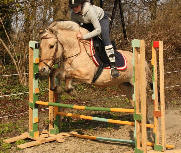 Fjordhest Bella Donna | Min'putte<3 - Hop, herhjemme :)  billede 12