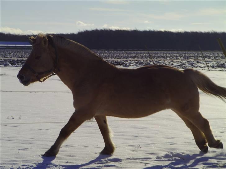 Fjordhest Bella Donna | Min'putte<3 - Donna sne hest :D <3 billede 18