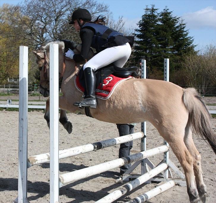 Fjordhest Bella Donna | Min'putte<3 - opvarmning til GSPR´s udv-d stævne :) 70 cm billede 19