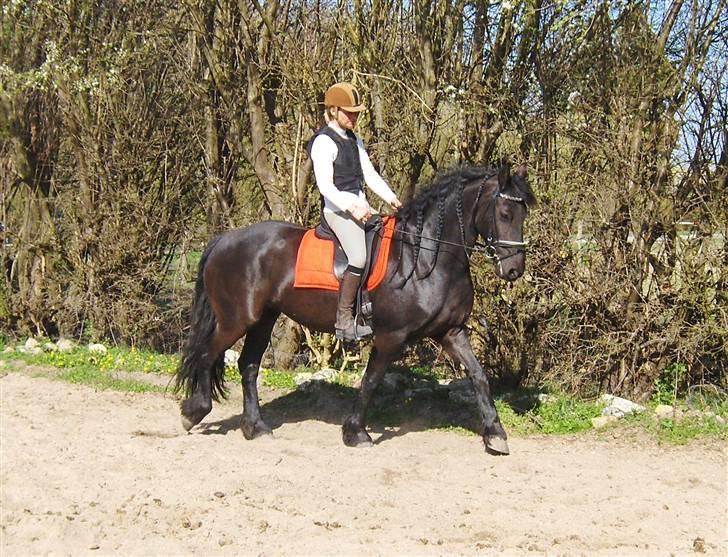 Frieser Jilke Wanda Van de Strubbenhof billede 14