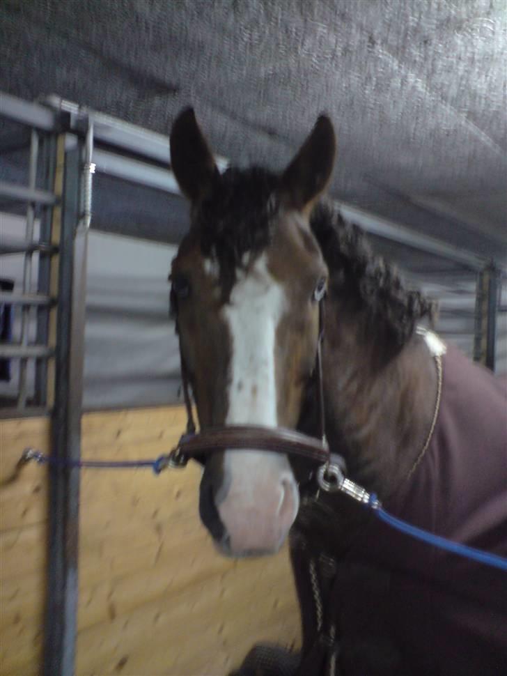 DSP simba<3 (bassemand) - min lille krøltop:=) billede 3