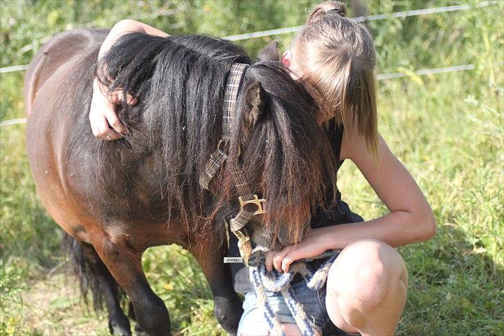 Shetlænder Jackson Speedy. - Jeg elsker dig. billede 4