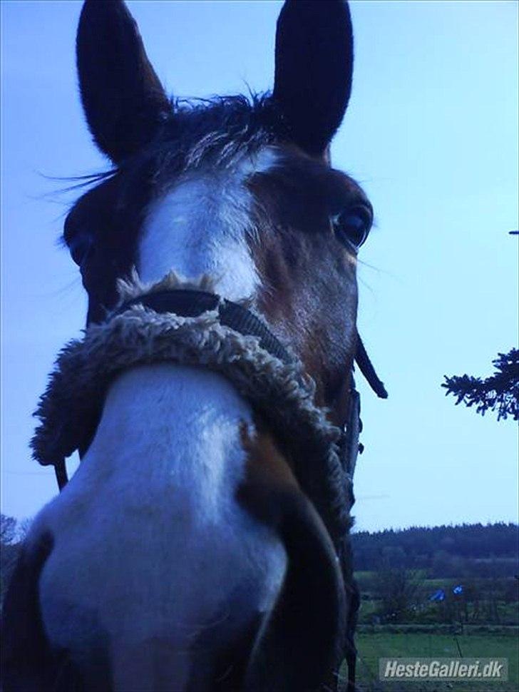 Dansk Varmblod Fifi<33 - velkommen til trut lang øers profil:D billede 1