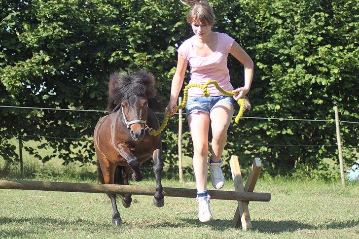 Shetlænder Jackson Speedy. - Jump for første gang! billede 6