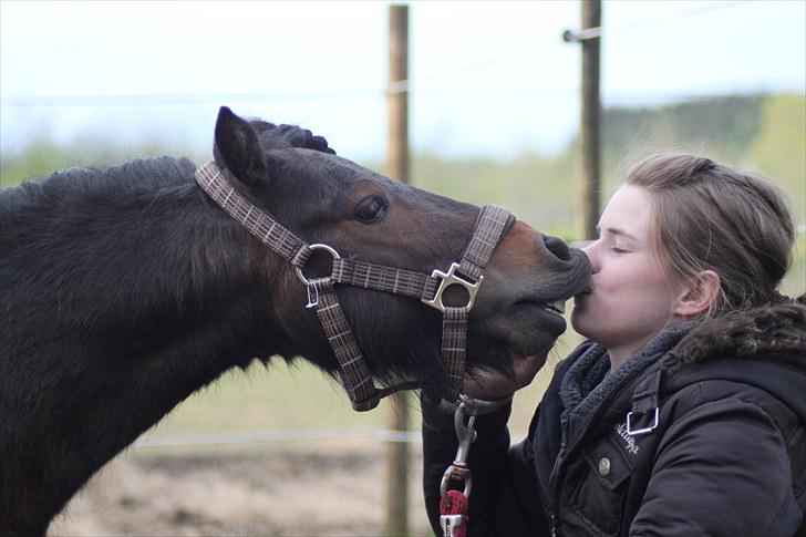 Shetlænder Jackson Speedy. - Kysse (o: billede 7