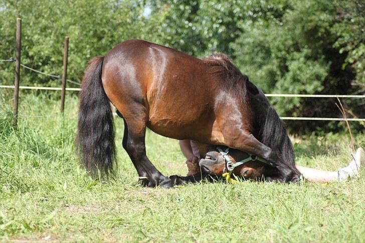 Shetlænder Jackson Speedy. - Verdens dejligste pony er min! billede 8