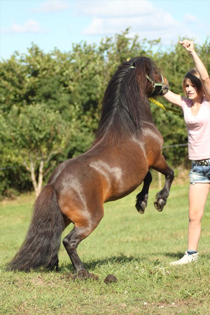 Shetlænder Jackson Speedy. - Så skal der springes! billede 13