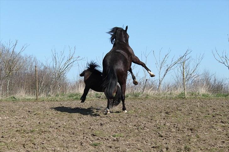 Shetlænder Jackson Speedy. - Trave, det kan han :b! billede 14