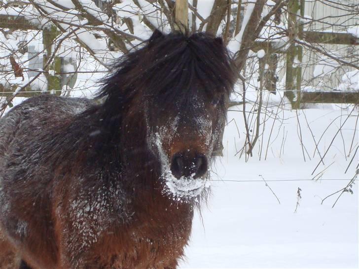 Shetlænder Jackson Speedy. - Hihi, i snevejr :-D.. billede 16