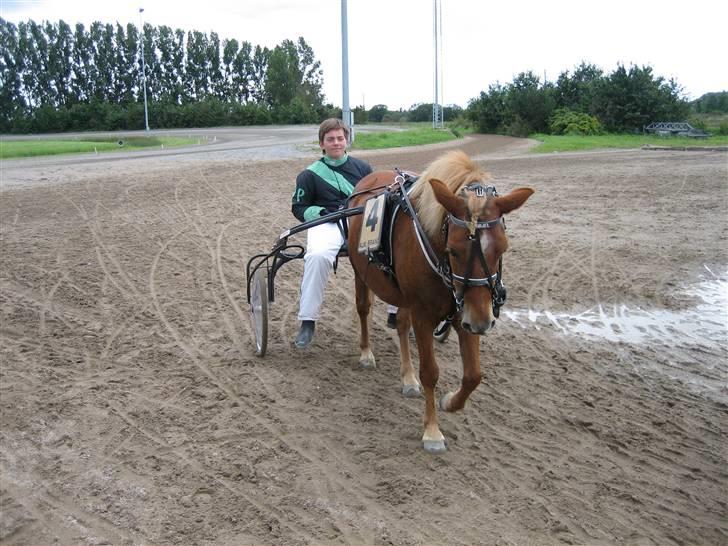 Gotlandsruss Frøjel billede 7