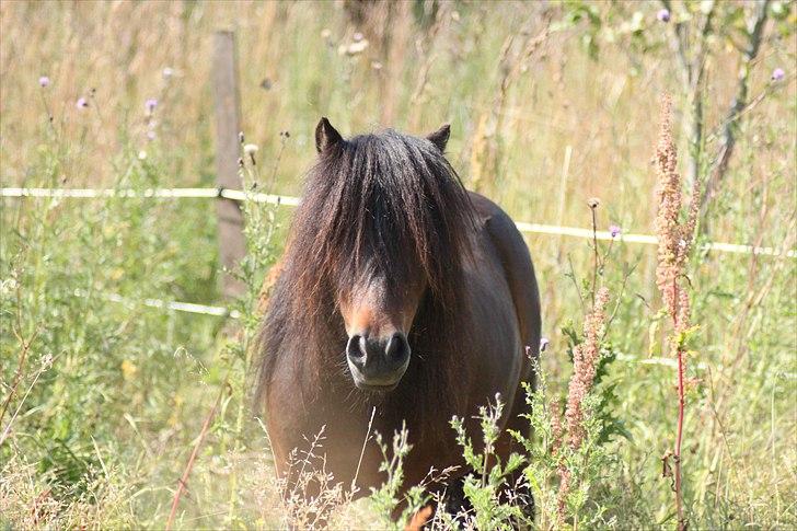 Shetlænder Jackson Speedy. - Min yndling! billede 18