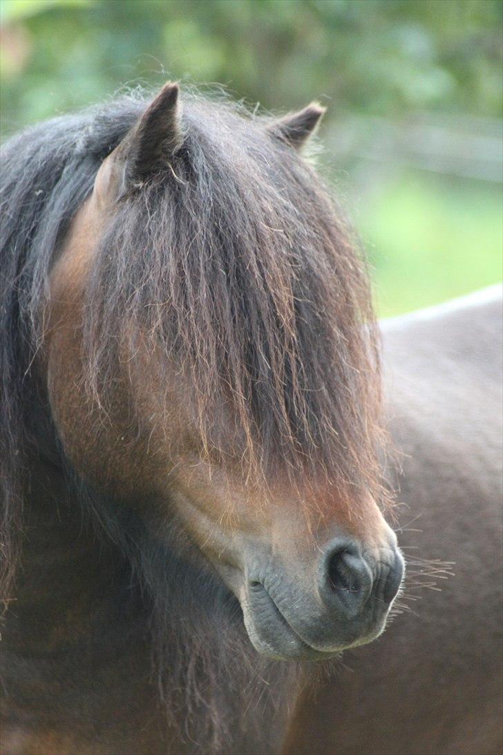 Shetlænder Jackson Speedy. - Tusind tak for kigget! Lig gerne en bedømmelse (: billede 20