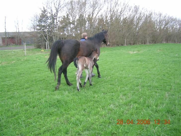 Oldenborg Jackie - Smut og Jackie som føl billede 8