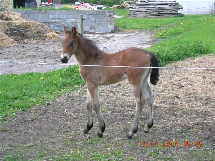 Oldenborg Jackie - Jackie som føl billede 9