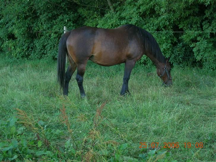 Oldenborg Smut - Smut billede 3