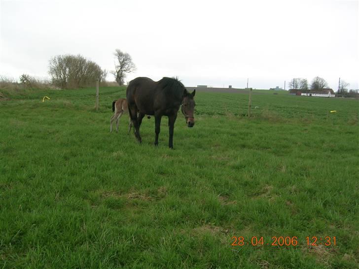 Oldenborg Smut - Smut billede 4