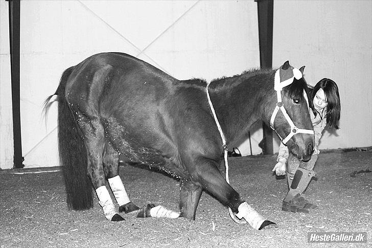 Welsh Cob (sec D) Rambo. - Nejer til opvisning i ridehuset (: foto: Caza billede 7