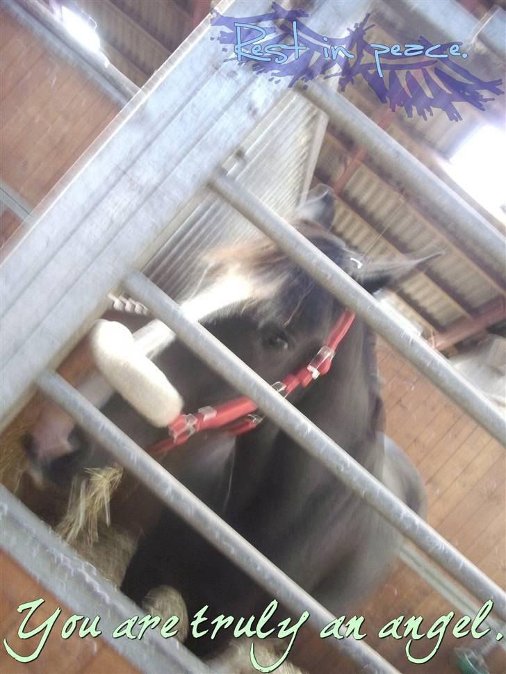 Oldenborg - Shadow  *BASSE. billede 15