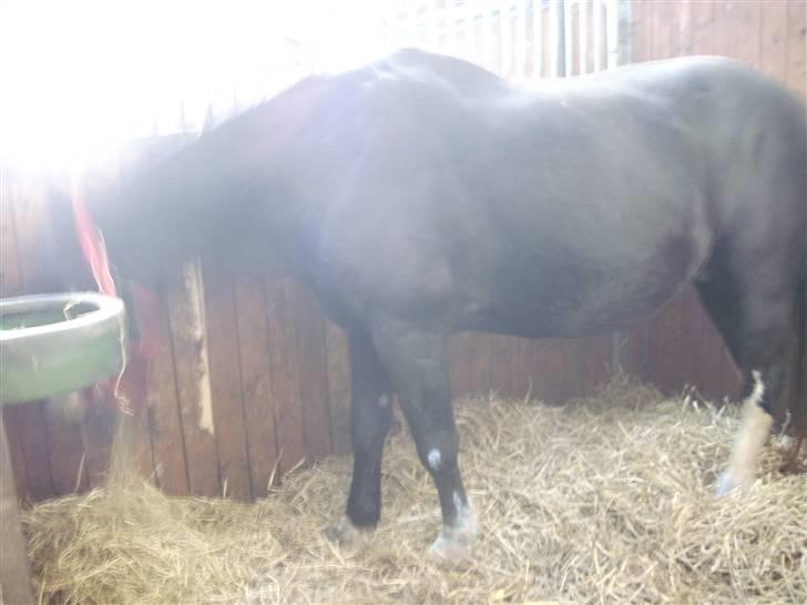 Oldenborg - Shadow  *BASSE. billede 16