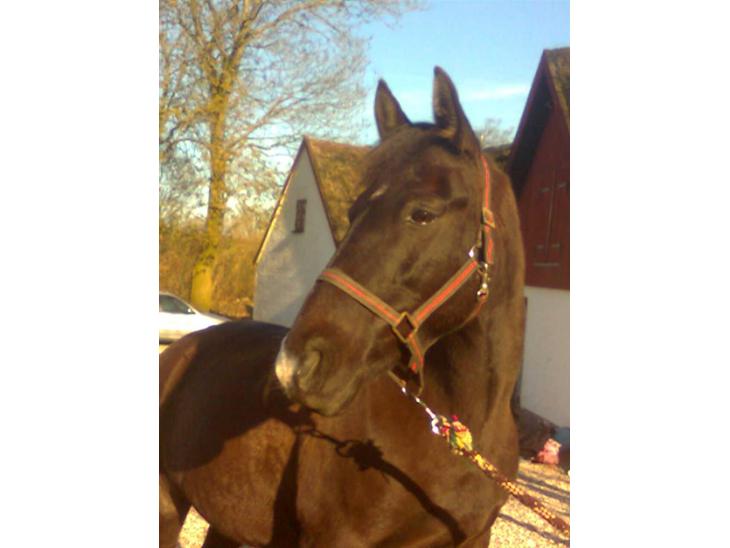 {{currentPhoto.altText}} billede {{currentPhoto.number}}