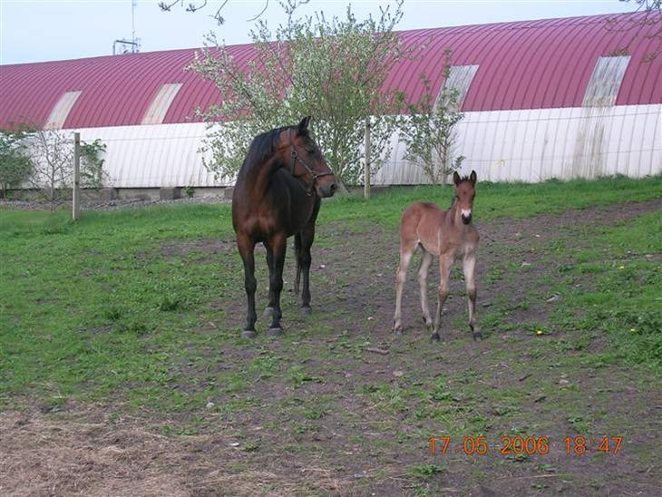 {{currentPhoto.altText}} billede {{currentPhoto.number}}