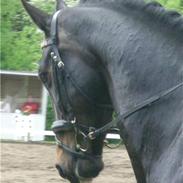 Dansk Varmblod Aristo