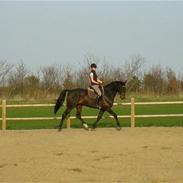 Dansk Varmblod Aristo