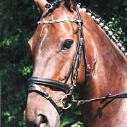 Anden særlig race R.I.P. My Soulmate Fitou