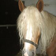 Haflinger Maximus