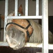 Haflinger Maximus