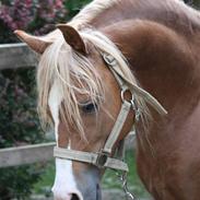 Welsh Pony (sec B) Frankenhöhe Daylight