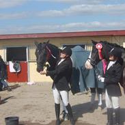 Welsh Pony af Cob-type (sec C) Dorthealyst Princess-Lea